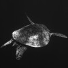 nazwa pliku: img_1442.jpg