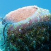 nazwa pliku: seastar_on_coral.jpg