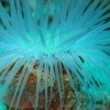 nazwa pliku: tube_anenome_2.jpg